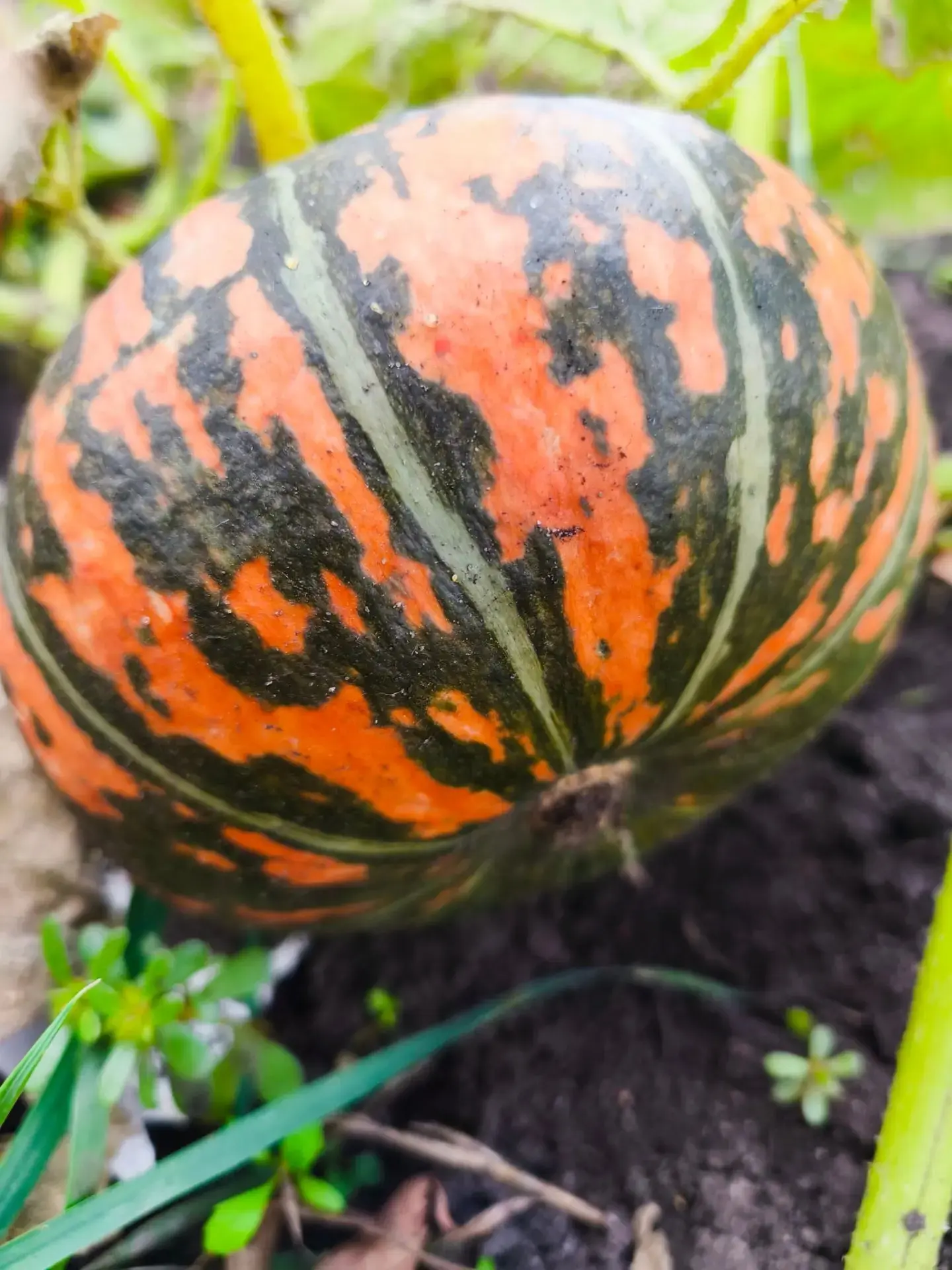 🍁 Тыква — квинтэссенция осени на грядке