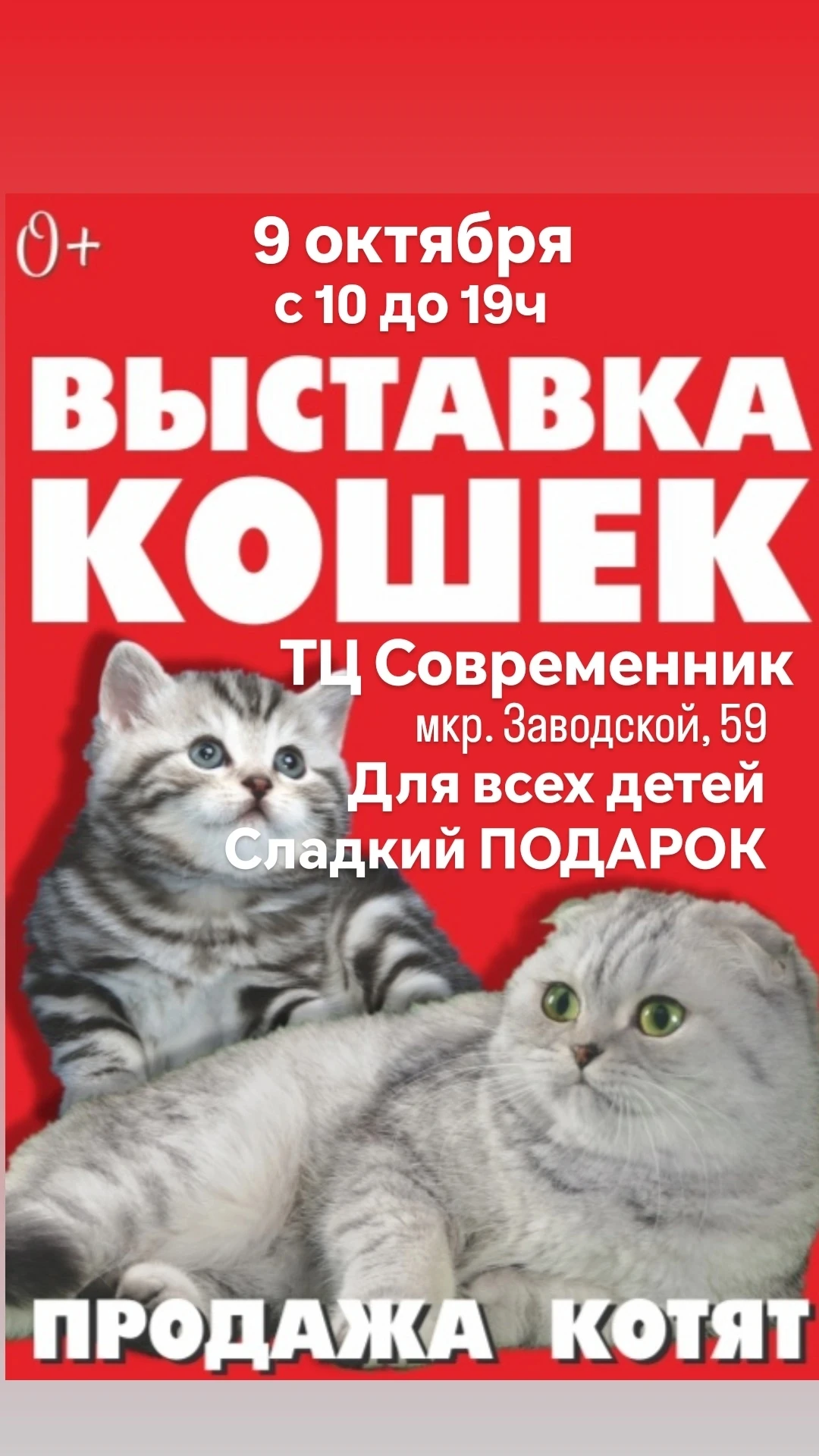 Выставка домашних кошек!