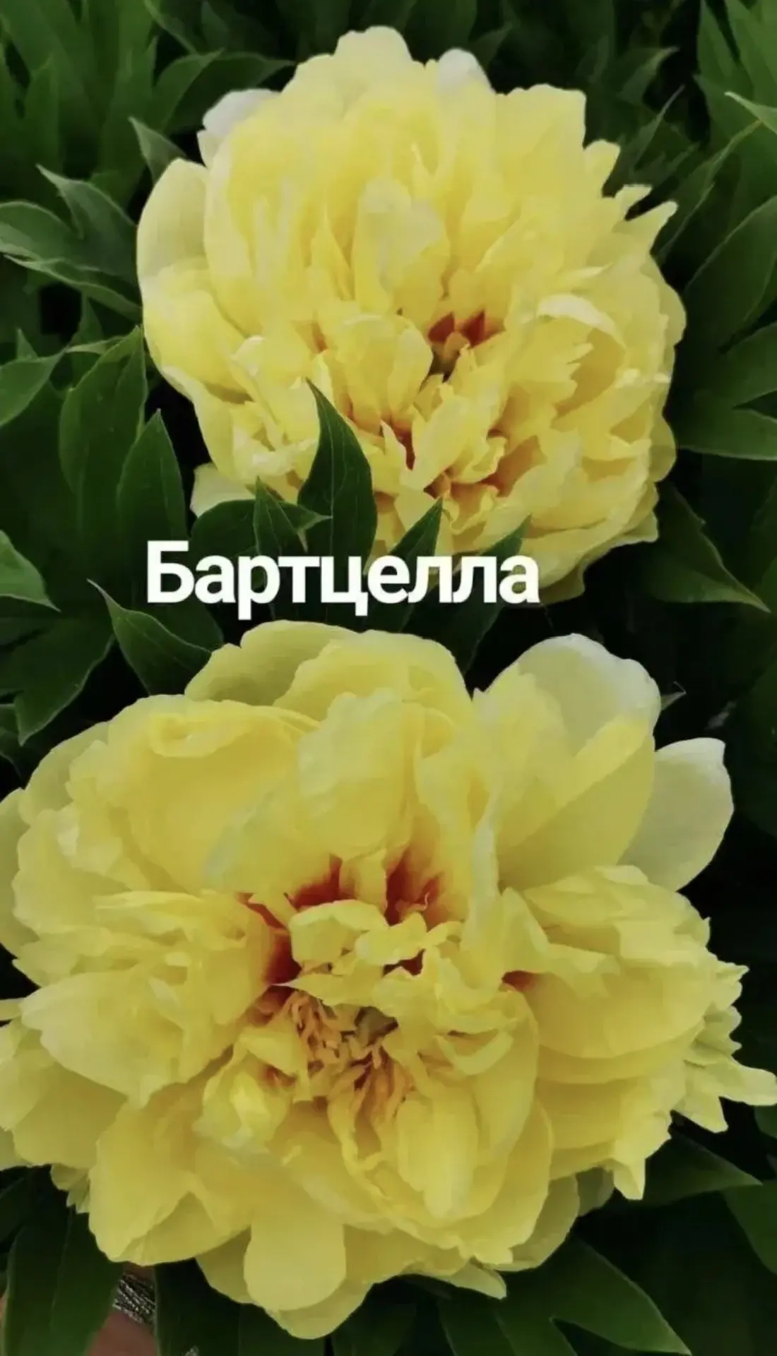 Как же я ждала эту цветочную коробку и вот наконец-то она у меня в руках!  Я увидела что Цветочная Ф