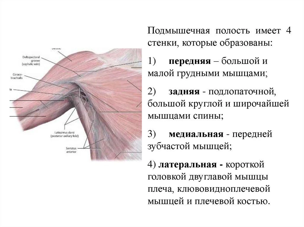 Стенки подмышечной полости