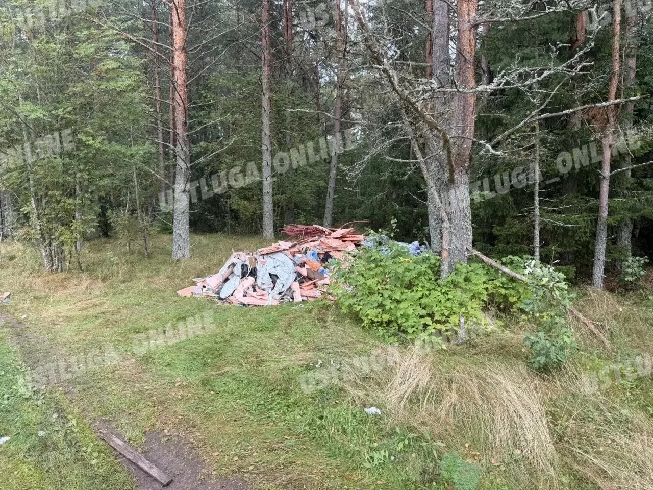 Усть-Луга. Свалка мусора в лесу