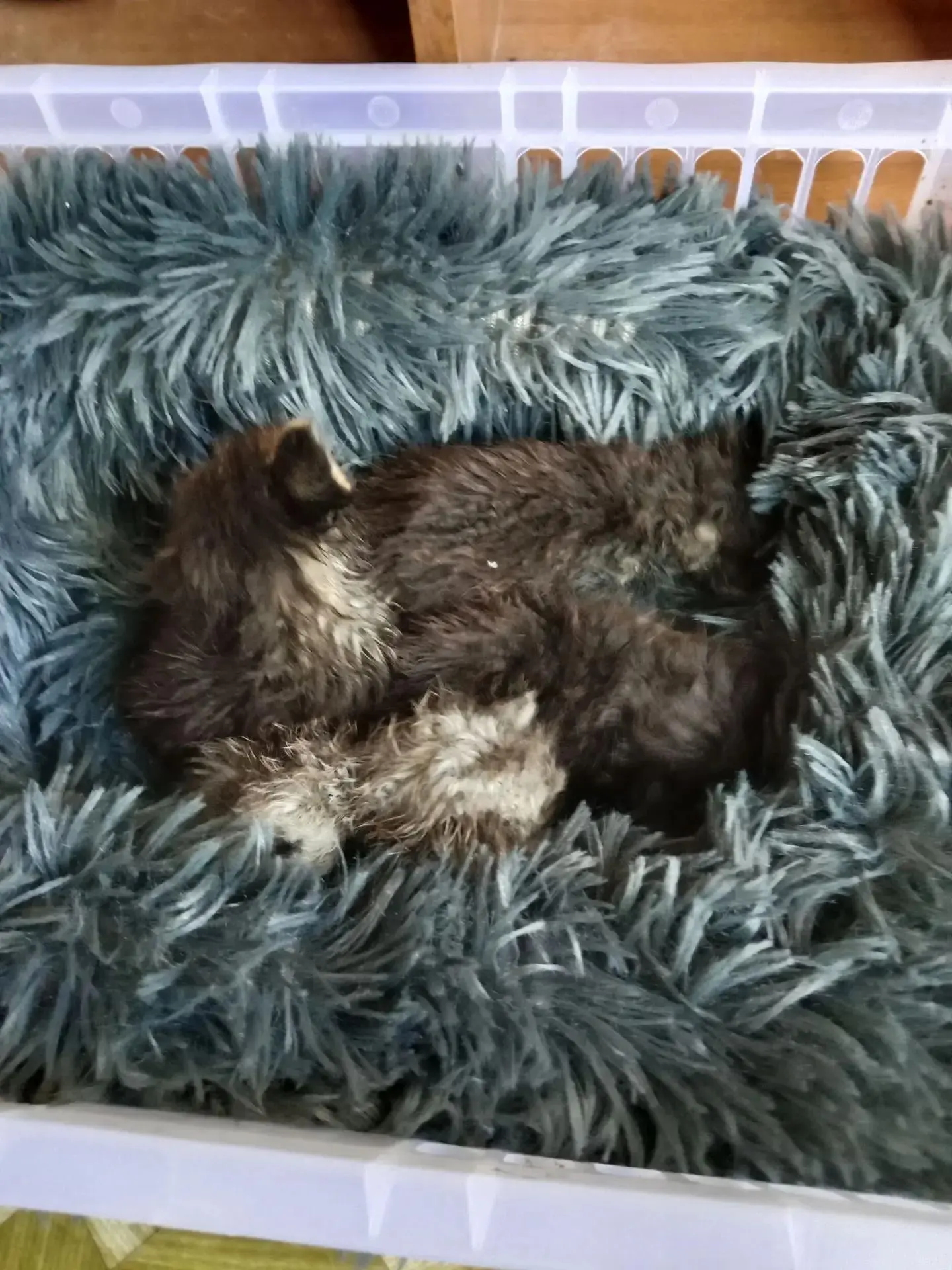 Поиск кормящей кошки для 4 котят (только глазки открыли).

Котят выбросили в промзоне. Когда подраст