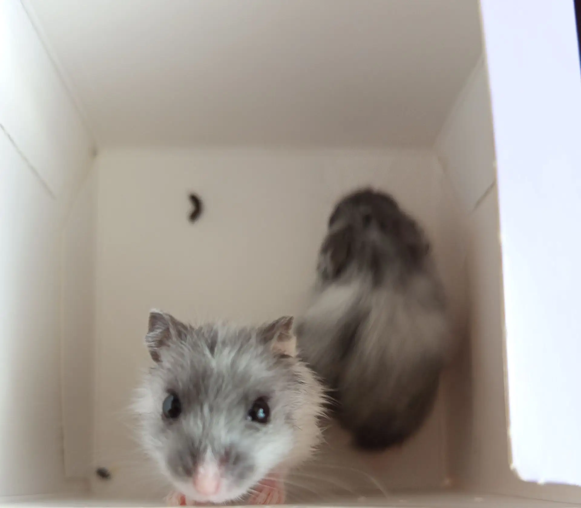 Продаются хомячки 🐹🐹🐹🐹