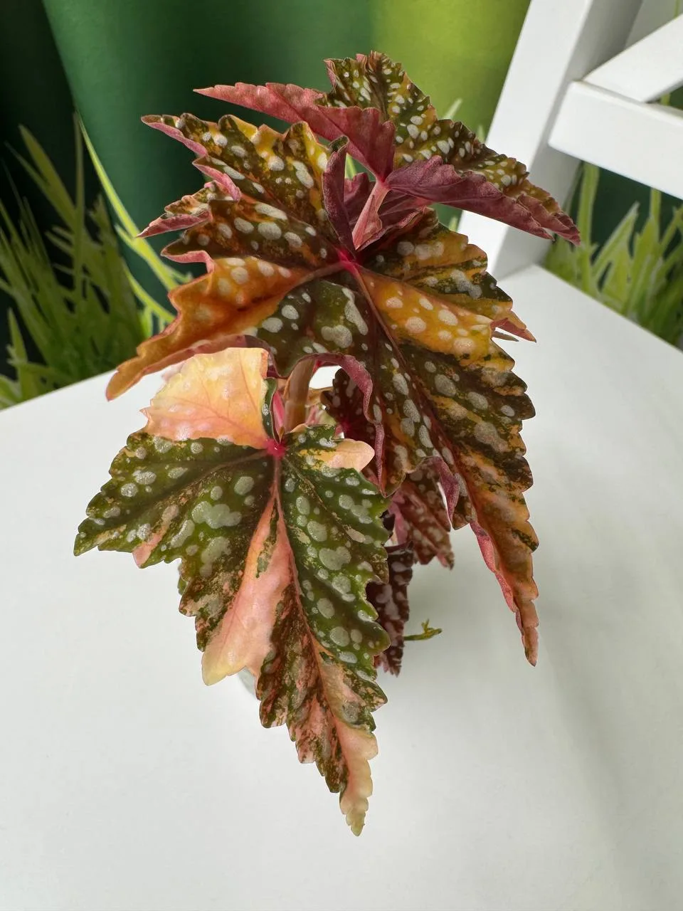 Продажа 🤌🏼 Begonia Maculata pink и Izumo