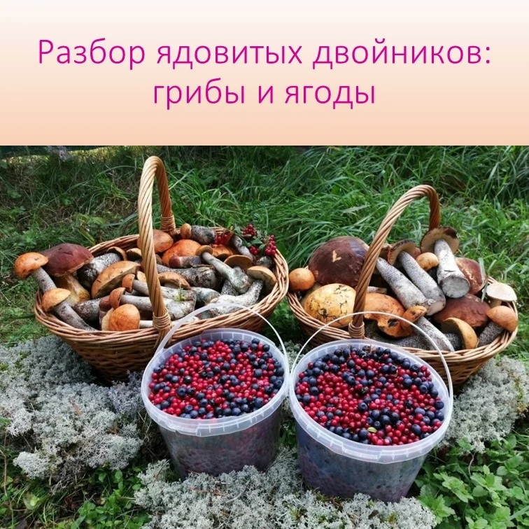 🌳Лес щедр на дары, но не прощает ошибок. Сбор грибов и  лесных ягод — это всегда диало...