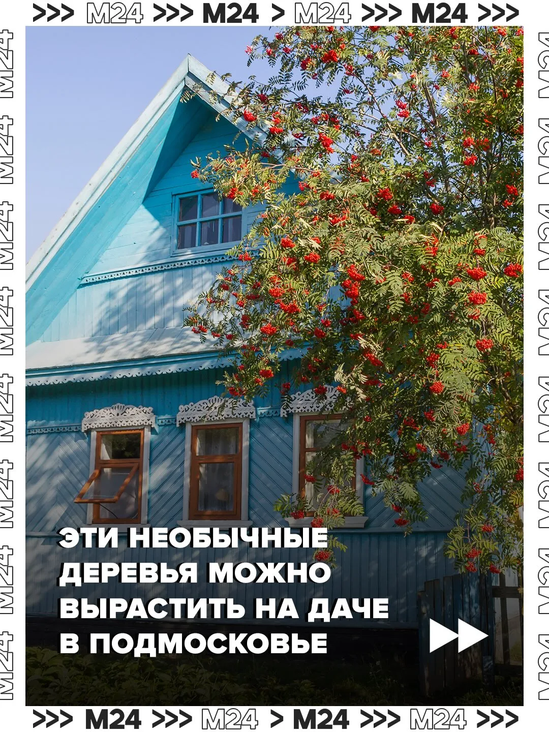 Как превратить подмосковную дачу в участок около Сочи? Высадить там инжир, миндаль и гранатную рябин