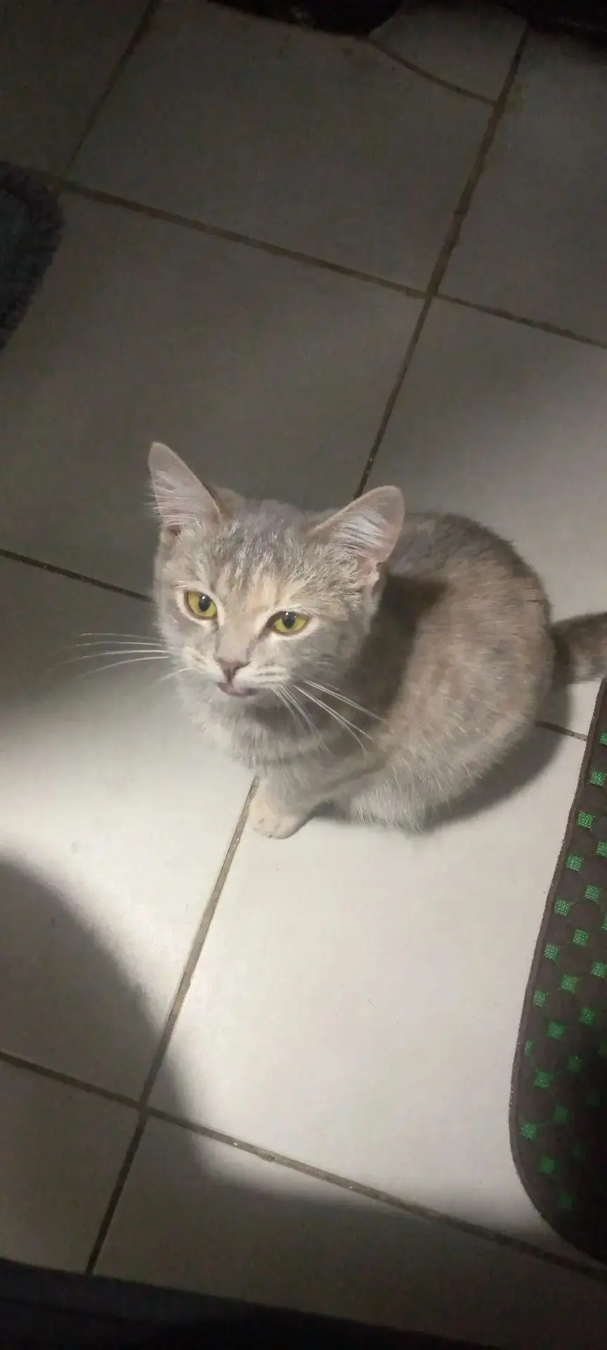 Кошка ищет семью, ей 2 года