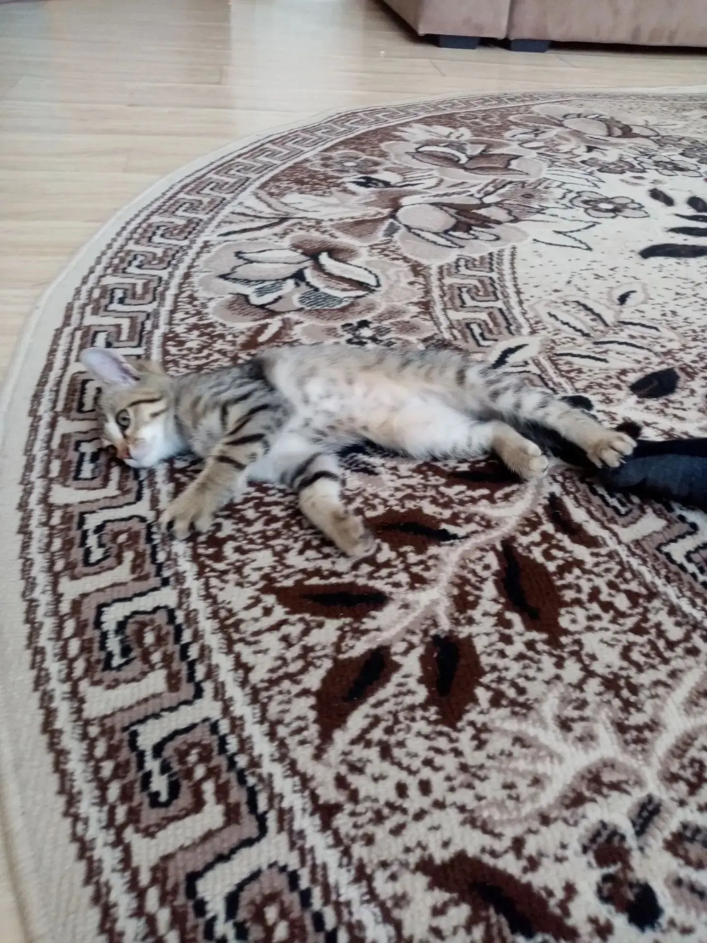 Пропал котёнок в районе ул. Советская, может кто видел, отпишитесь пожалуйста 🙏