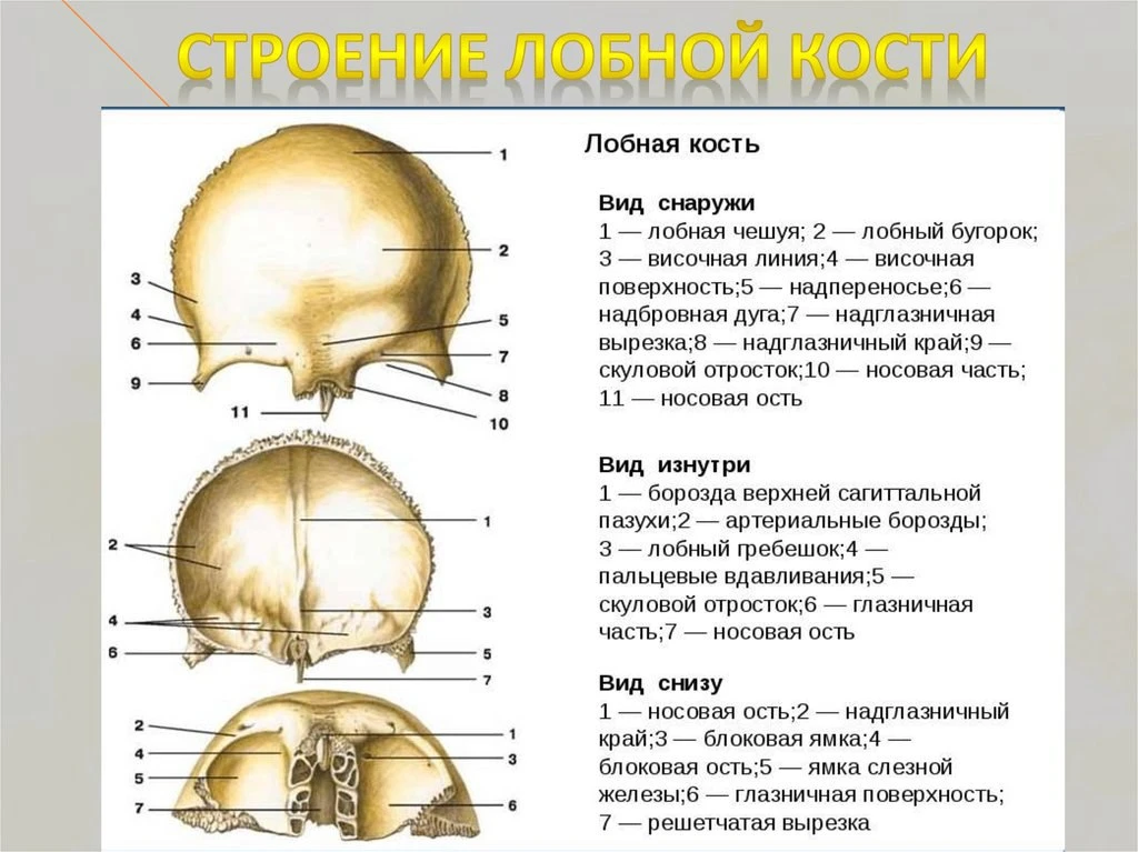 Лобная кость, os frontale, состоит из четырех частей: