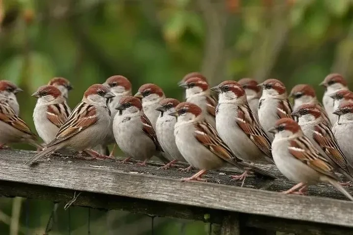 🐦 Воробьиный Росстат за 13,6 миллиона