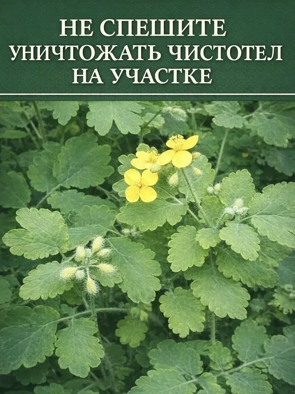 Полезные свойства чистотела для дачи ⚡