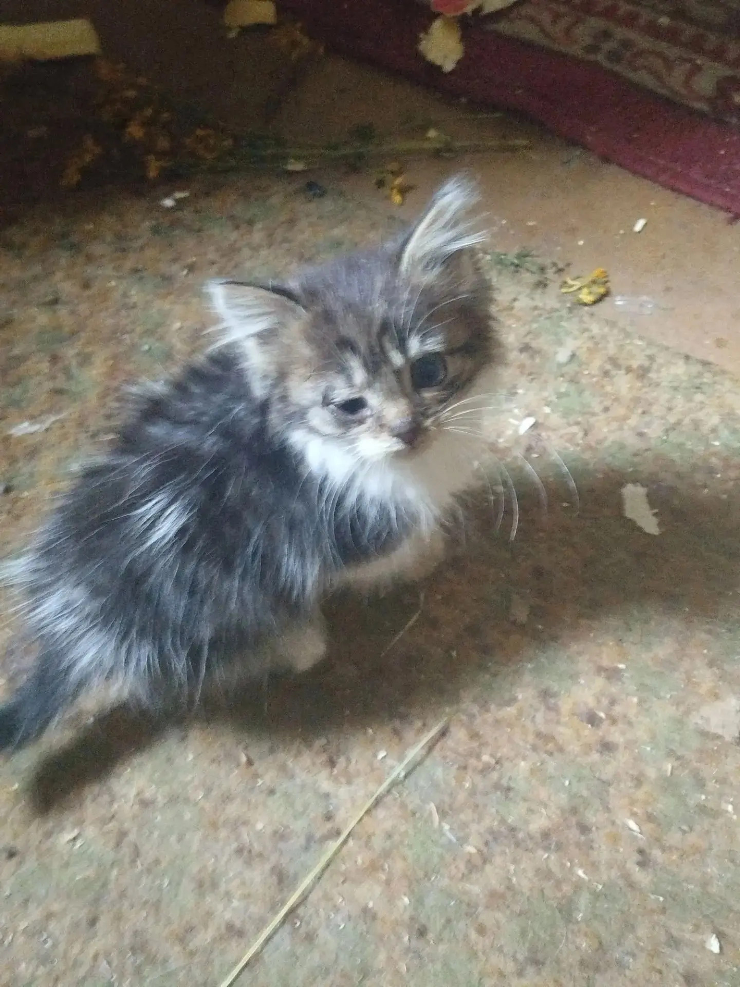 Подкинули маленьких котят.