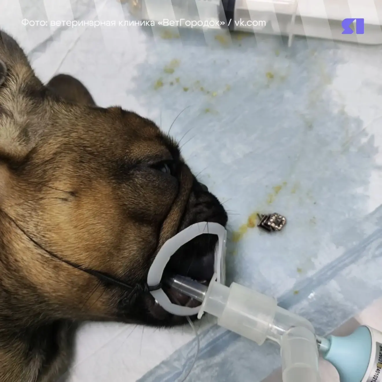 😨 «Золотой пес» в прямом смысле слова пришел на прием к ветеринарам в Рыбинске