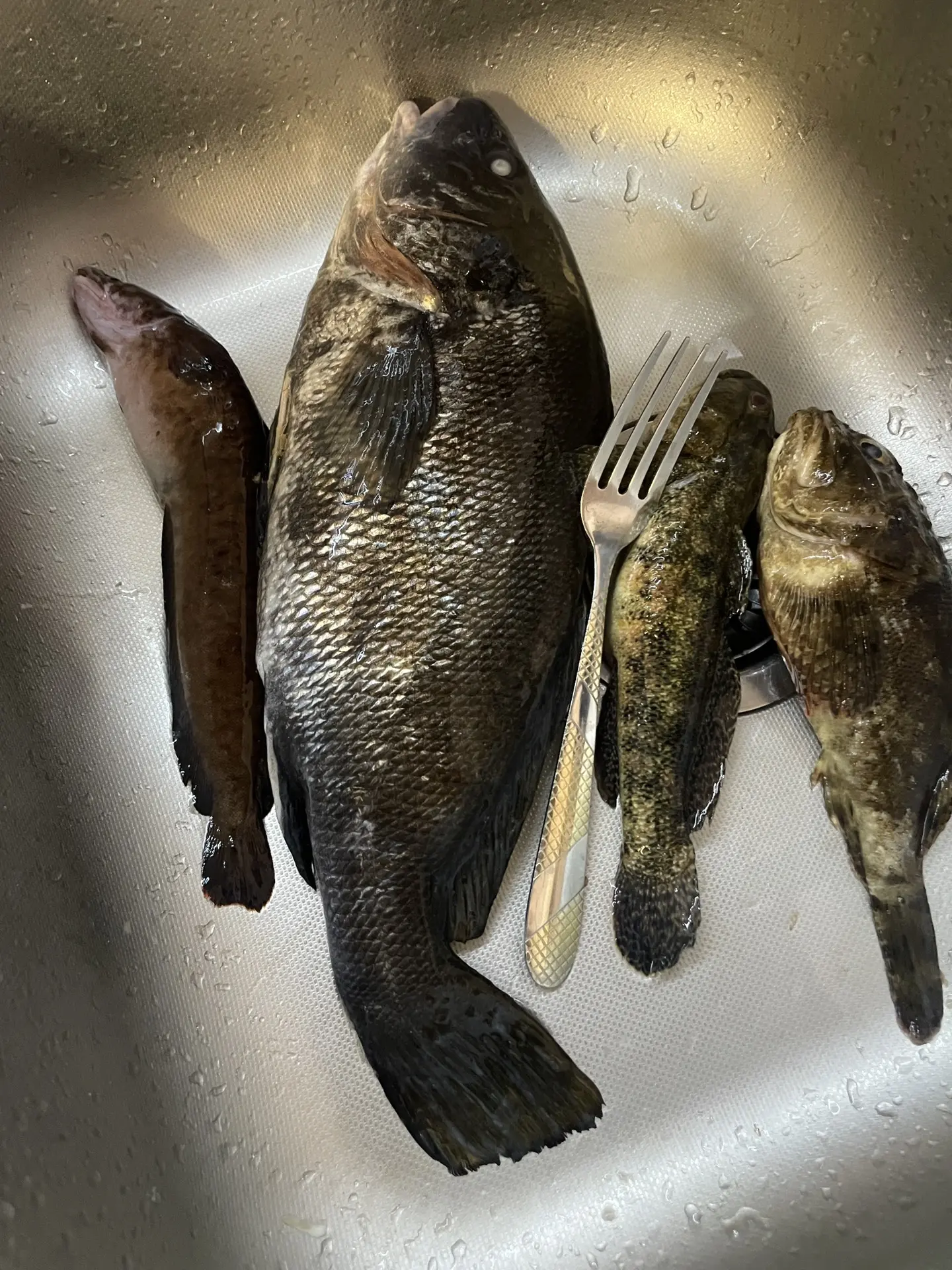 Новороссийск - рыбная столица, оказывается 😀🎣