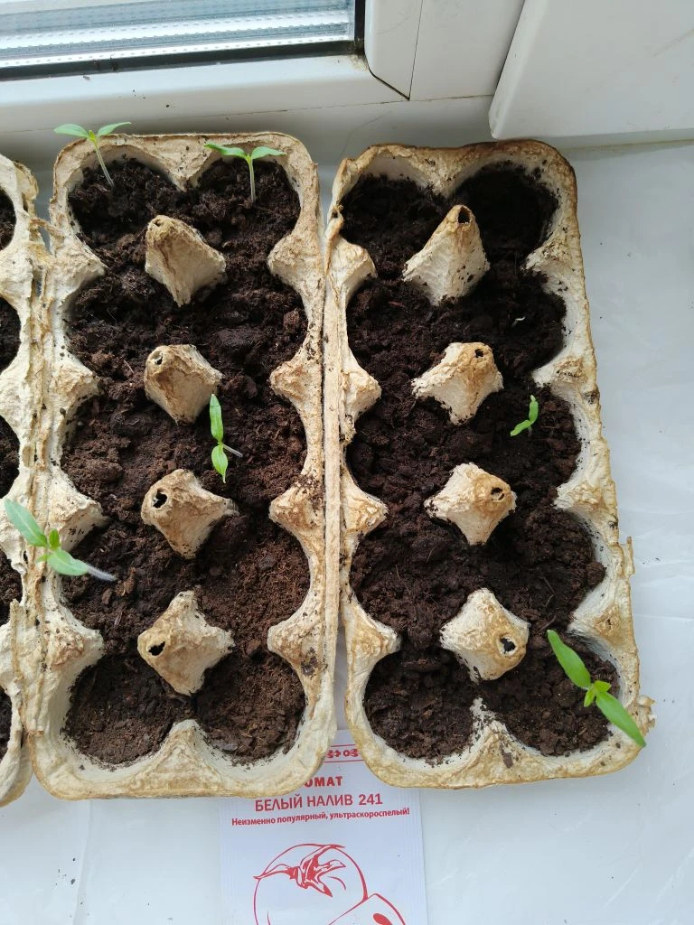 🌱Прошла ещё неделя рассады