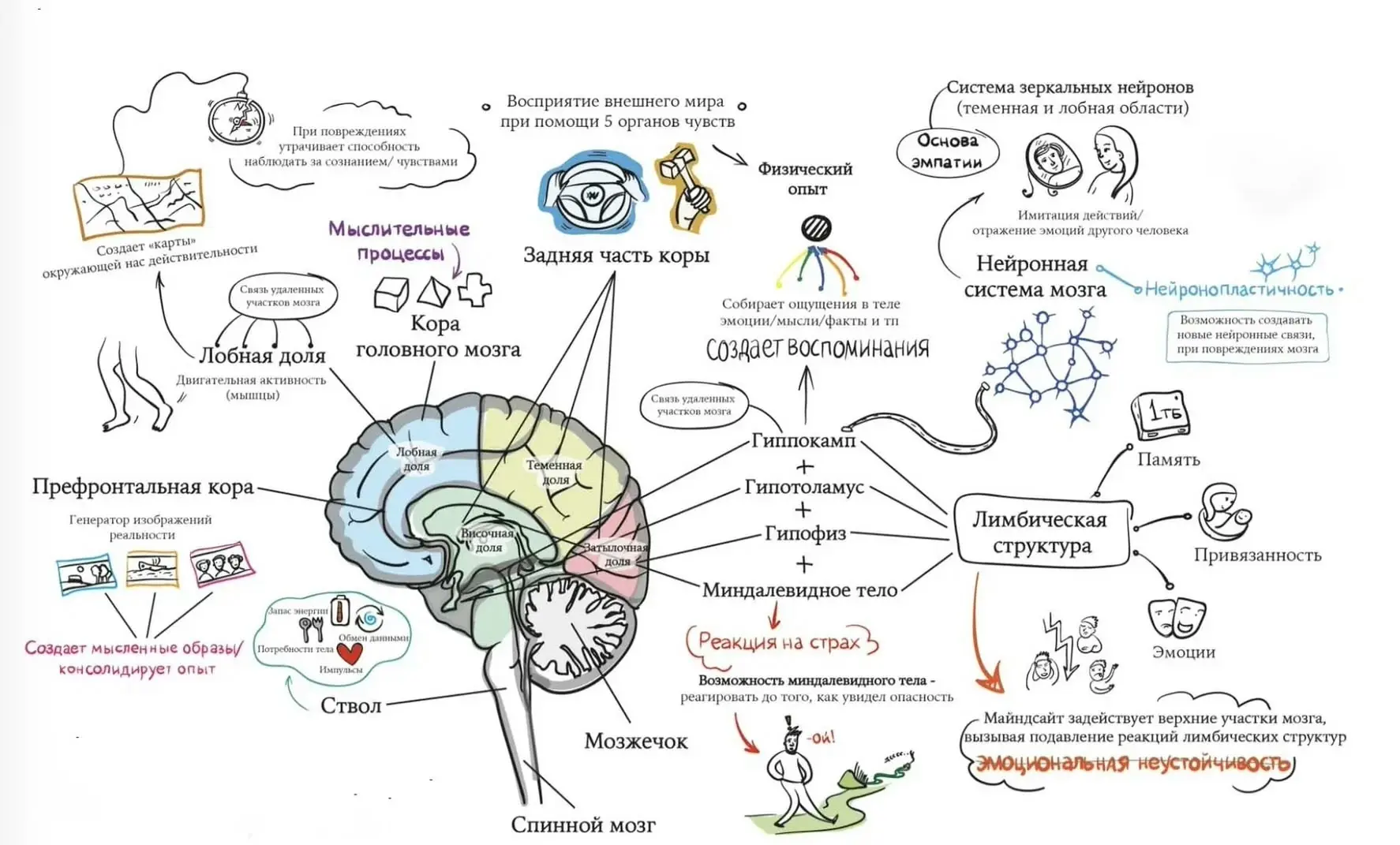 Архитектура мозга 🧠⚙️: от мыслей и эмоций до реакций