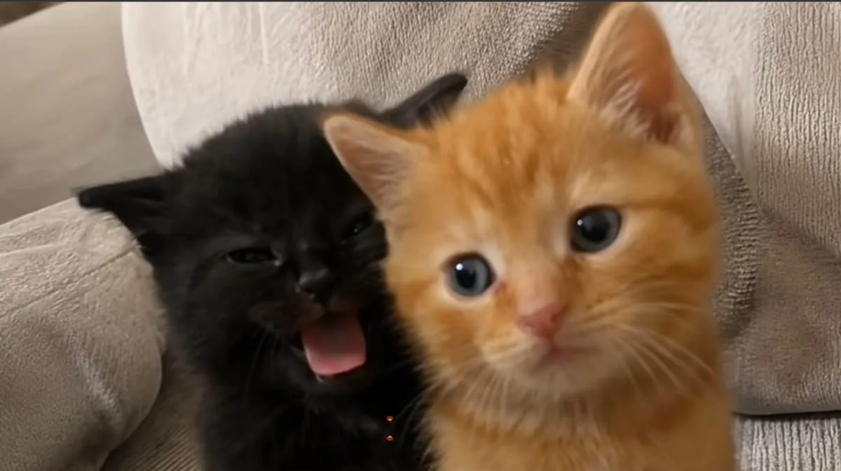 котики