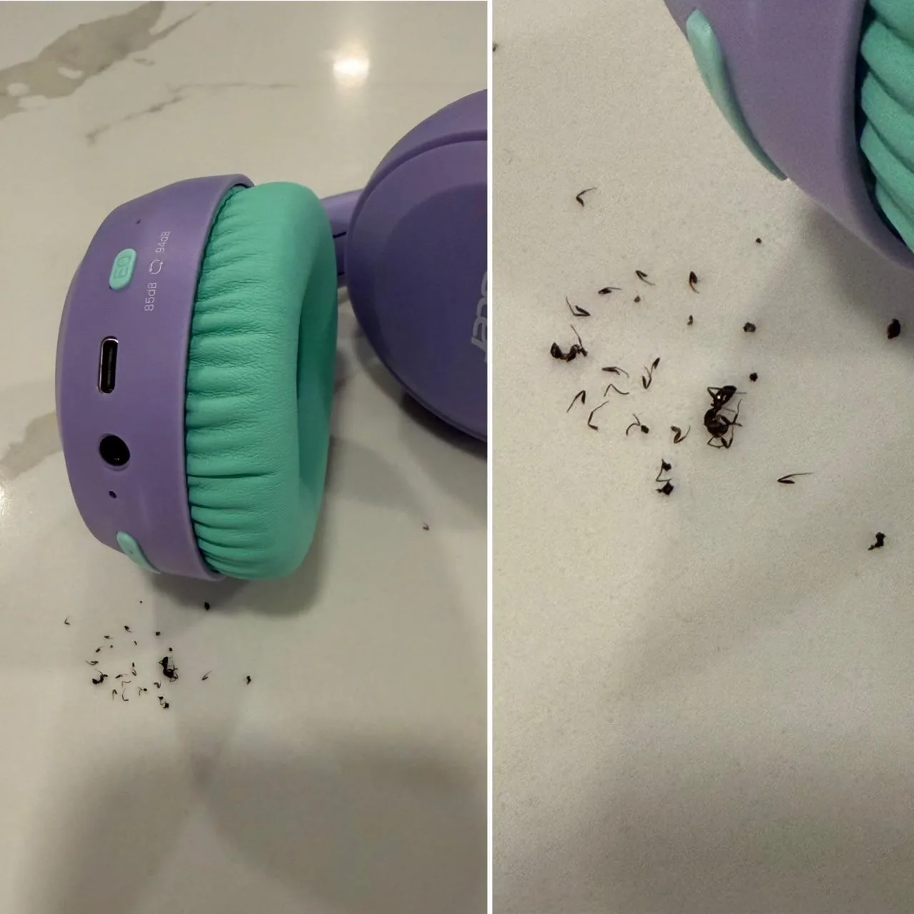 Мужчина в США обнаружил муравьиное гнездо внутри наушников