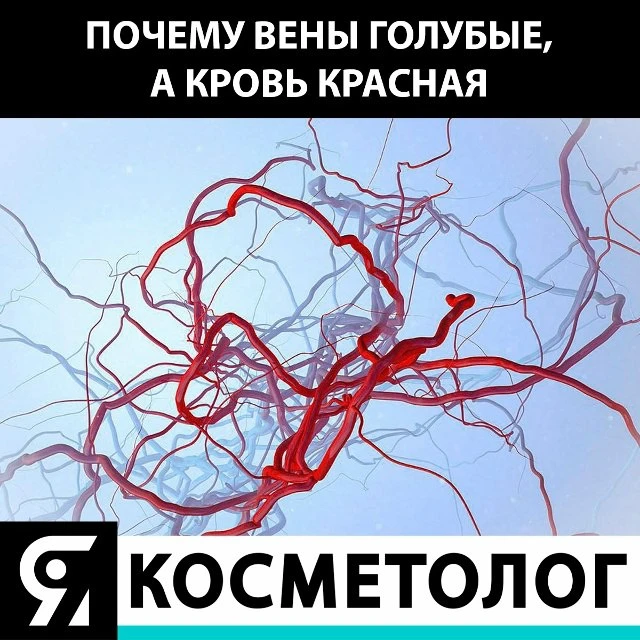 Все мы знаем, что кровь ярко красного цвета, но вены и синяки упорно синего.