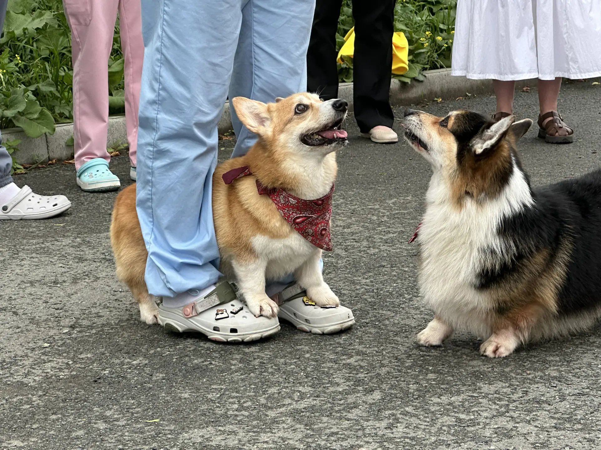 🐶Тери и Ёжик вчера сделали наш день! 

С самого утра корги дарили радость. Начали с «лечения» бойцо