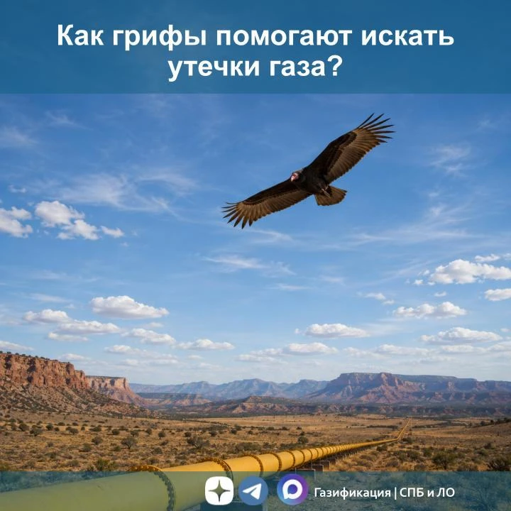 Как грифы помогают искать утечки газа?