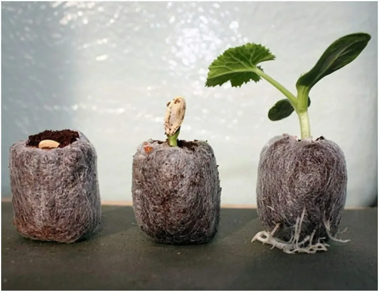 Торфяные таблетки: готовим идеальный «домик» для рассады 🌱  Привет, дорогие садоводы! Торфяные табле