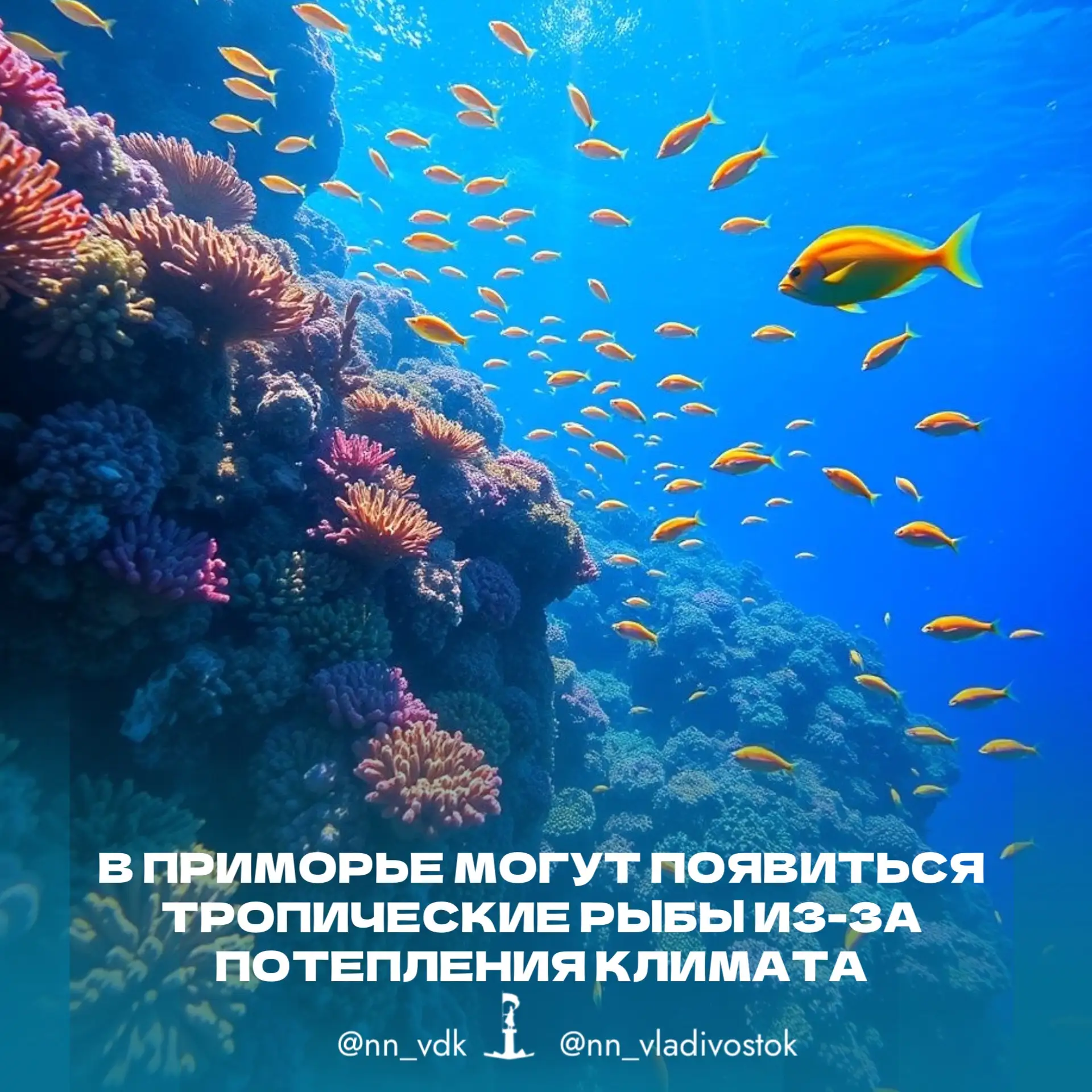 🐠 В Приморье могут появиться тропические рыбы из‑за потепления климата.

Учёные Национального научн