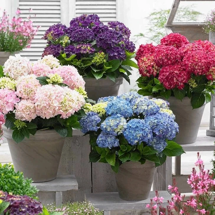 Уход за комнатной гортензией🌸

✔️Гортензии любят рассеянный свет и совершенно не переносят сквозняк