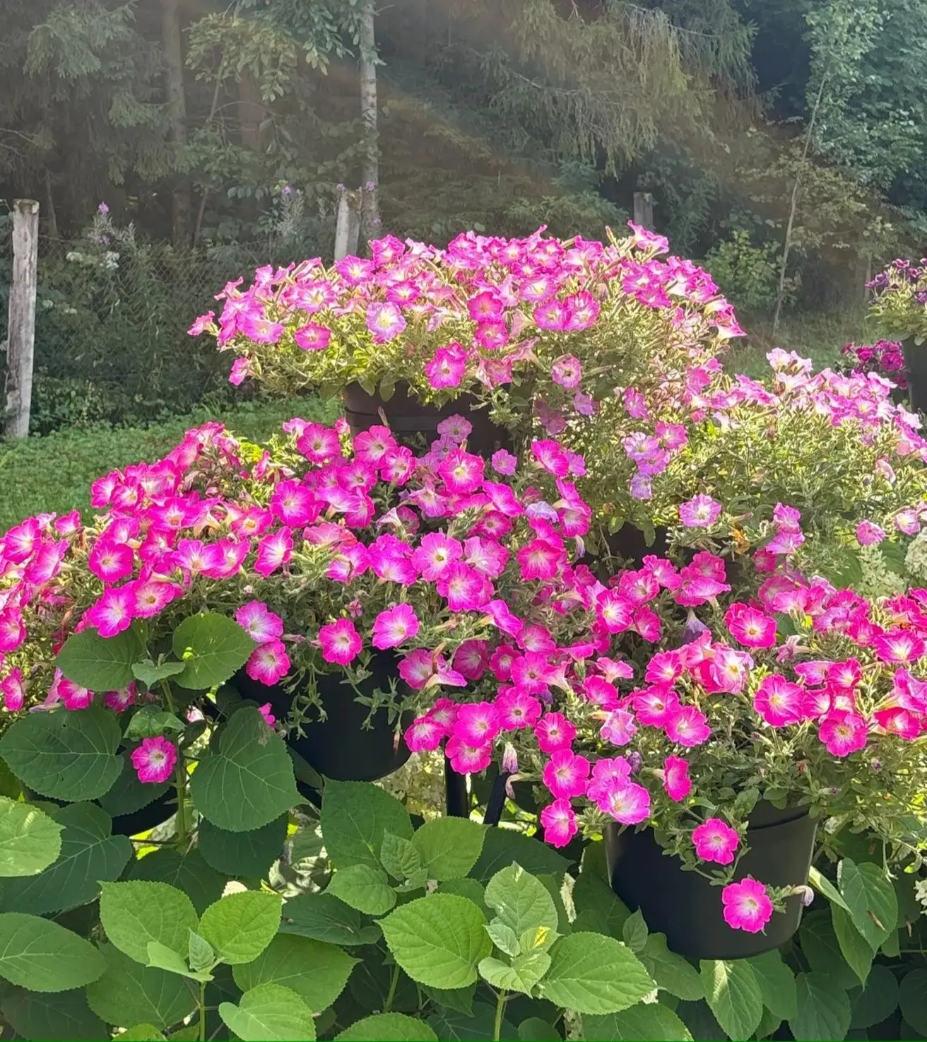 Доброе утро! Прекрасного вам дня! Замечательного летнего настроения! 🌞🌺🌿