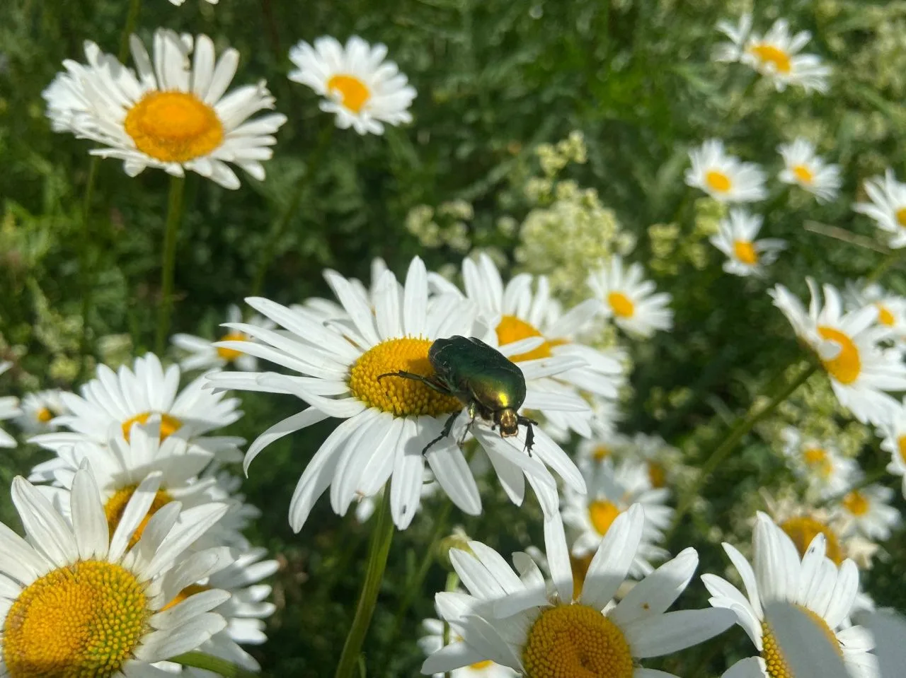 🌼🌼🌼Ромашки