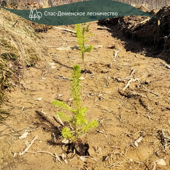Силами СГАУ КО ( Лесопожарная служба) проведено искусственное лесовосстановление путем ...