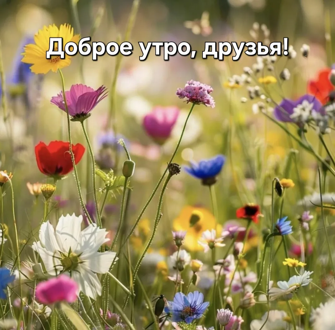 5 июня - День полевых цветов  🌼🌸🌼