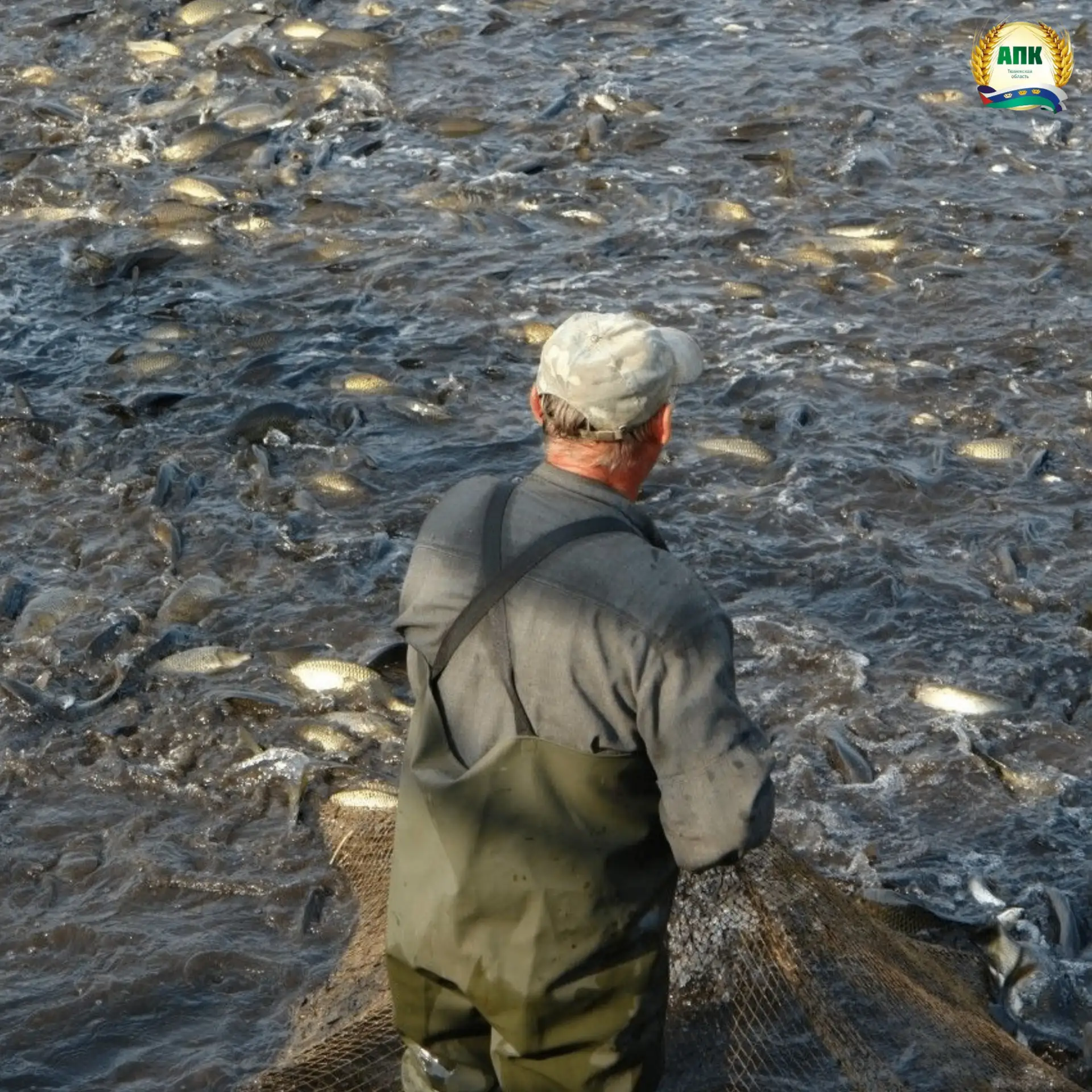В Тюменской области развивается промышленное рыболовство
⁣
🐟Промышленное рыболовство является одной