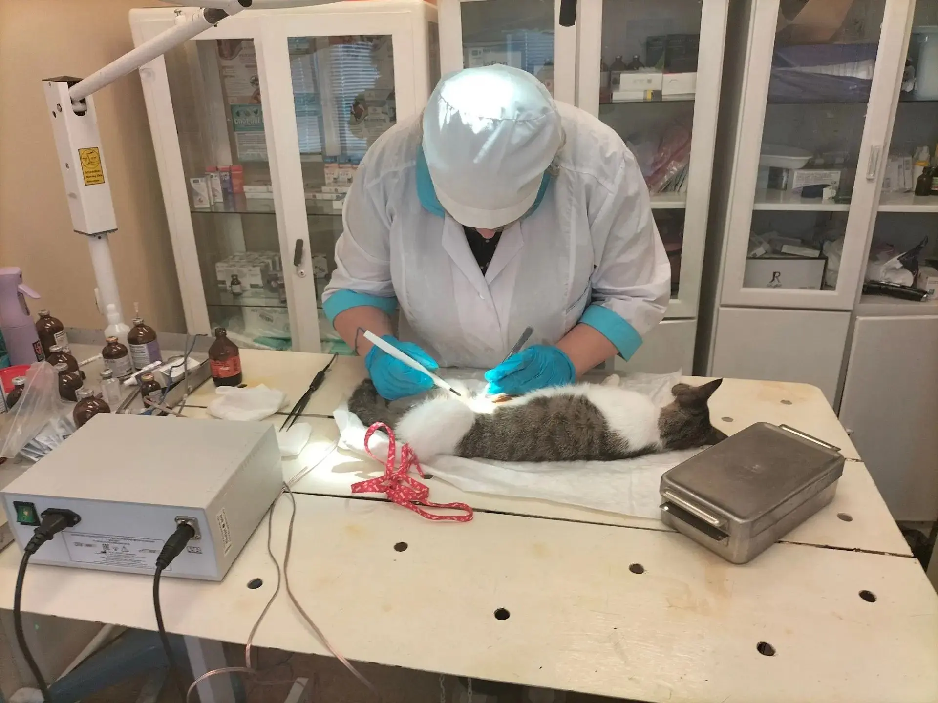 Стерилизация кошек: всё, что нужно знать!🐾🐈🐈‍⬛Что такое стерилизация?                            