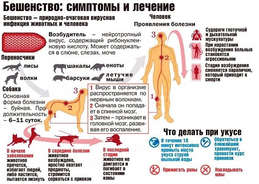 Памятка для населения
Бешенство — вирусное заболевание с признаками поражения центральной нервной си