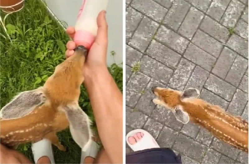 🦌 В Челябинске ветеринар Карен Даллакян заботится о маленькой косуле по кличке Фея 

Возраст детёны