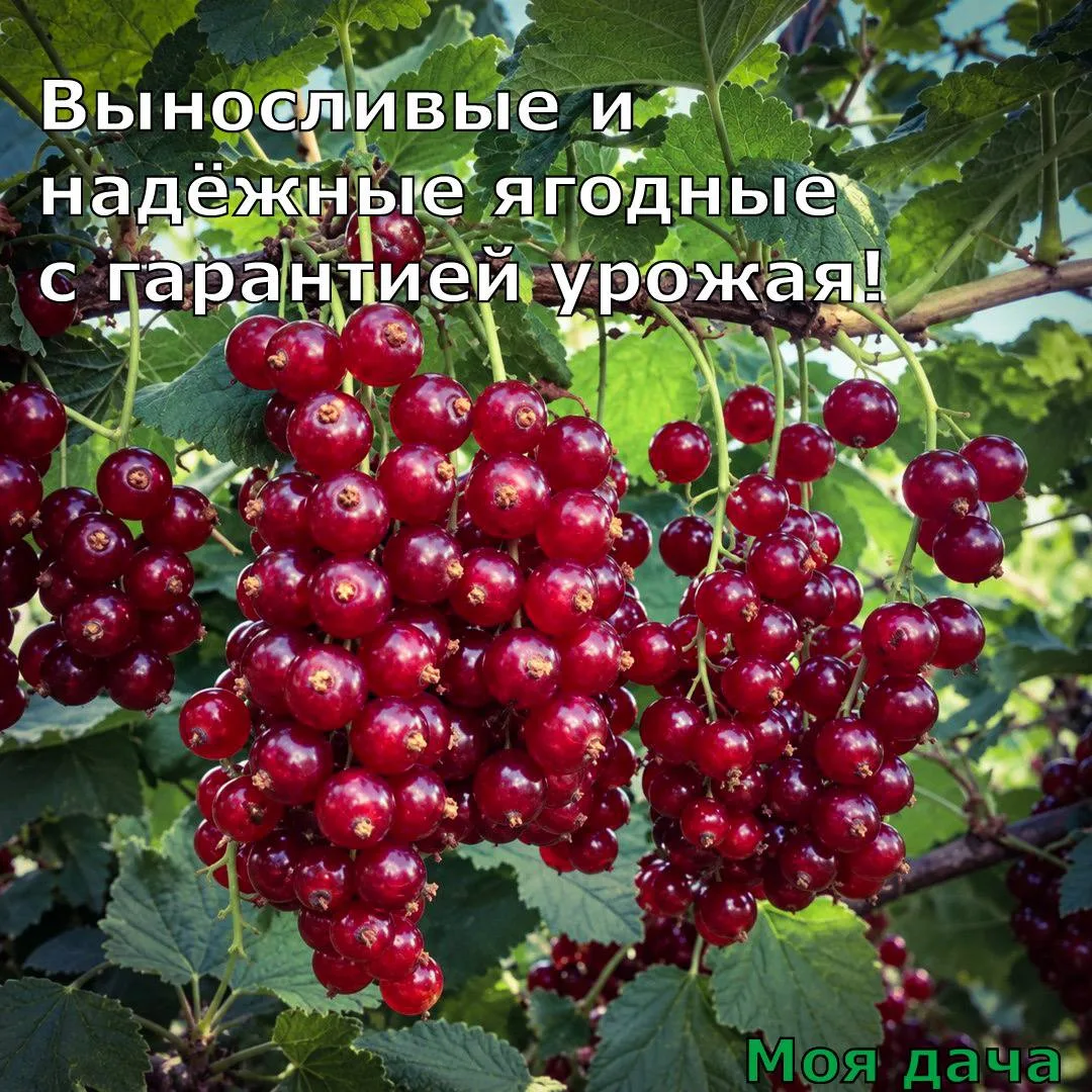 Выносливые и надёжные ягодные с гарантией урожая 🍇