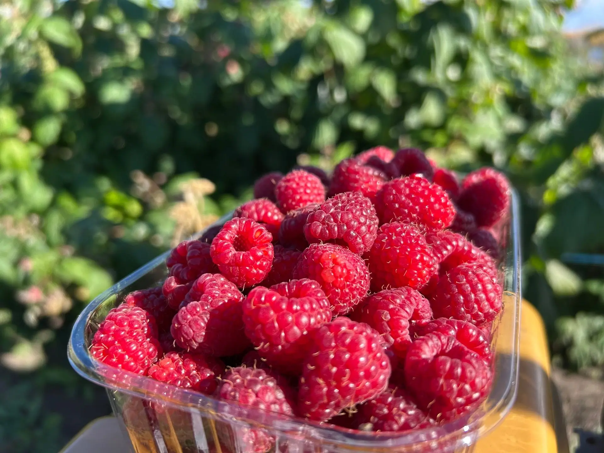 В Минусинске собрали урожай винограда и малины 🍇