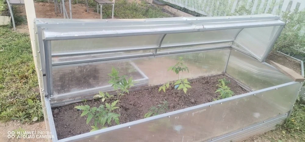 Низкорослые томаты в парнике "Лотос" в новом дачном сезоне.🍅