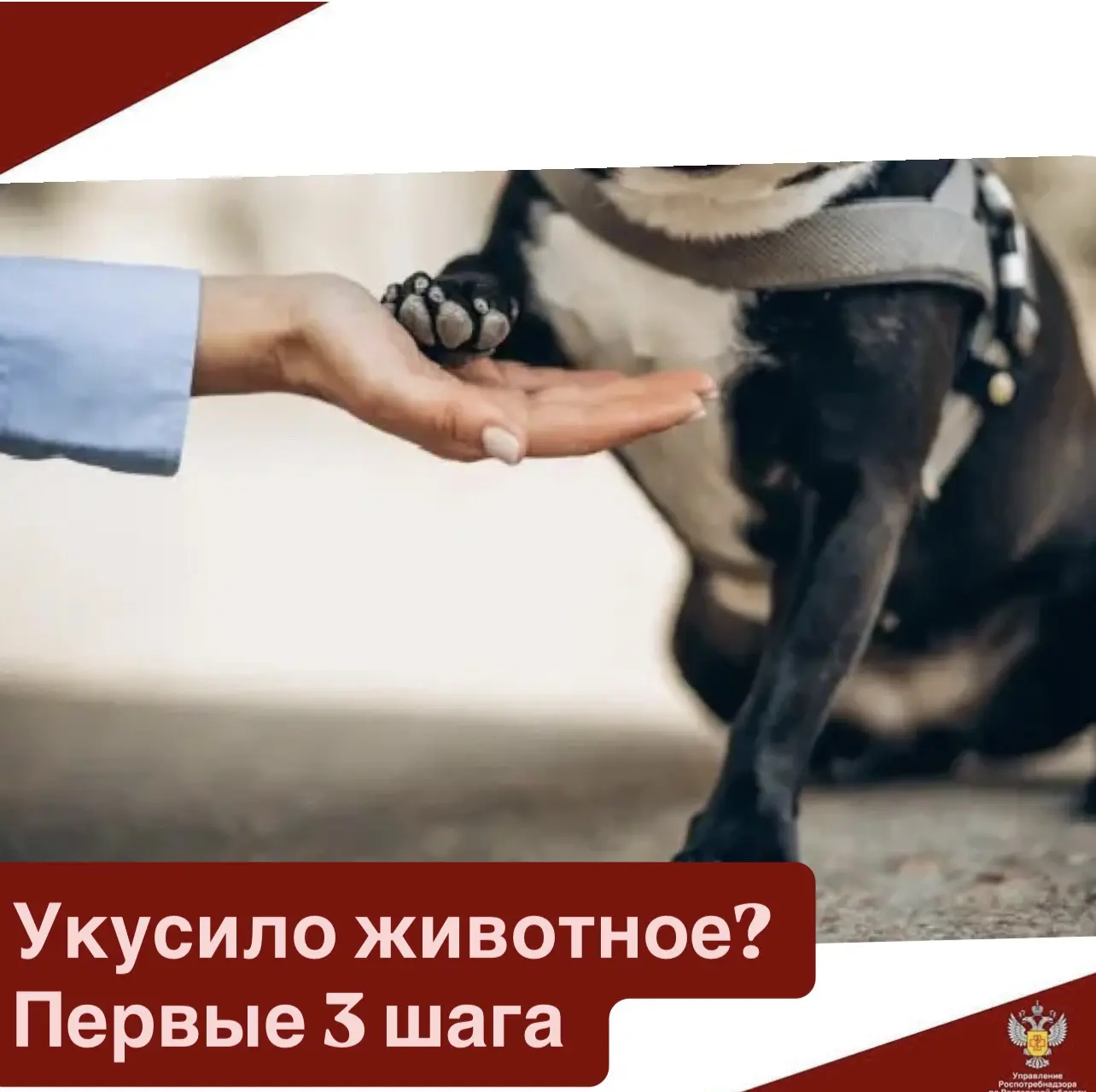 Что делать при контакте (укусе) с неизвестным животным