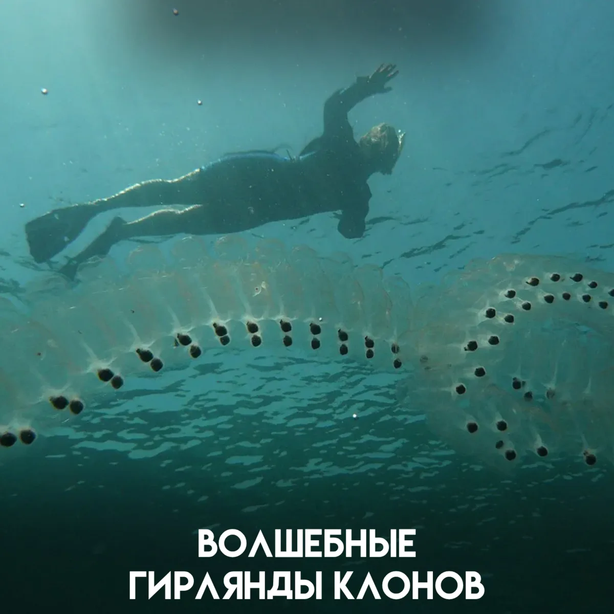 Почти прозрачные цепочки колышутся в толще океанических вод, словно волшебные гирлянды....