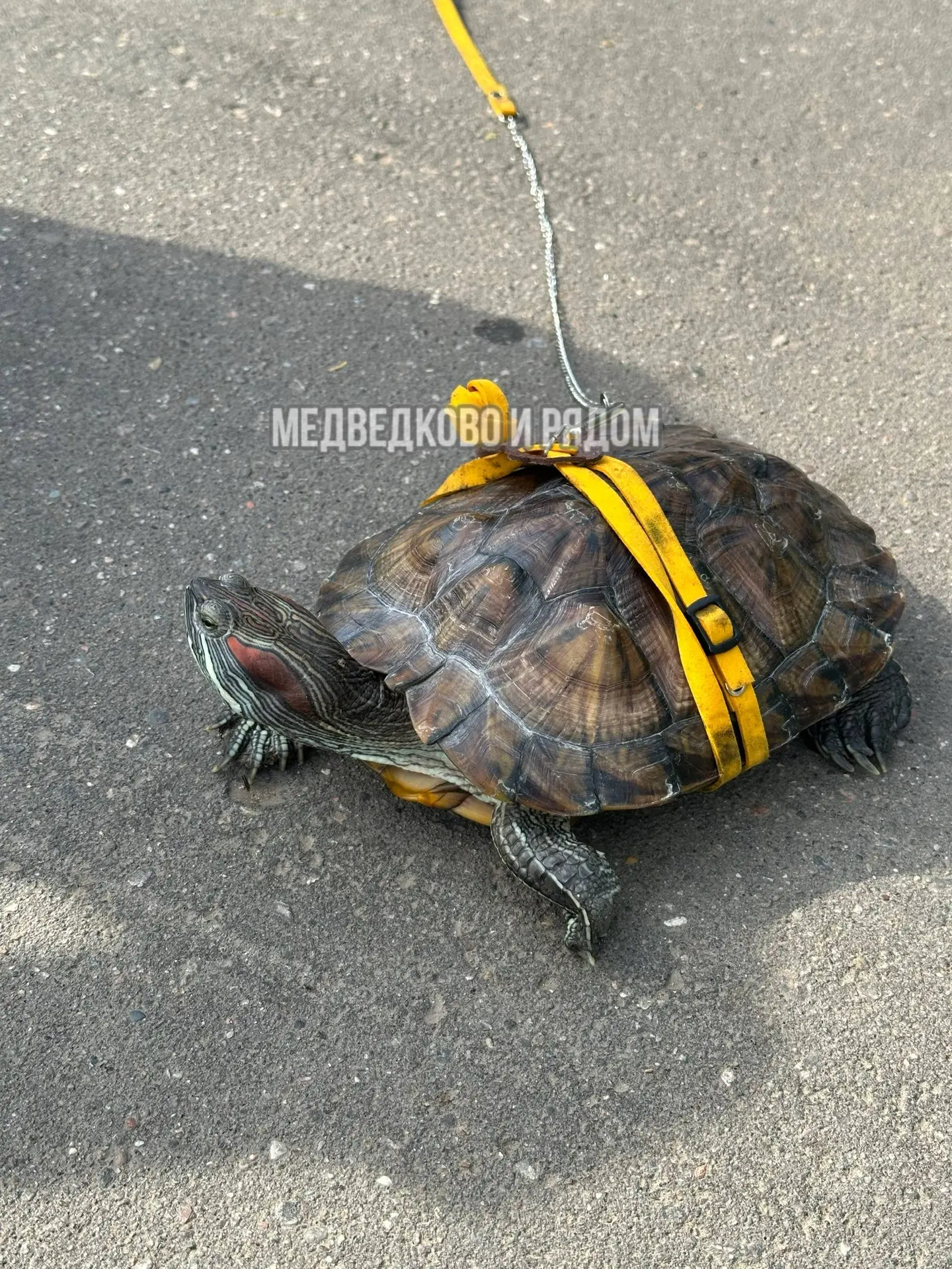 🐢 На Яузе выгуливают черепах на поводке.

Скорость прогулки: «успею подумать о жизни». 😁
