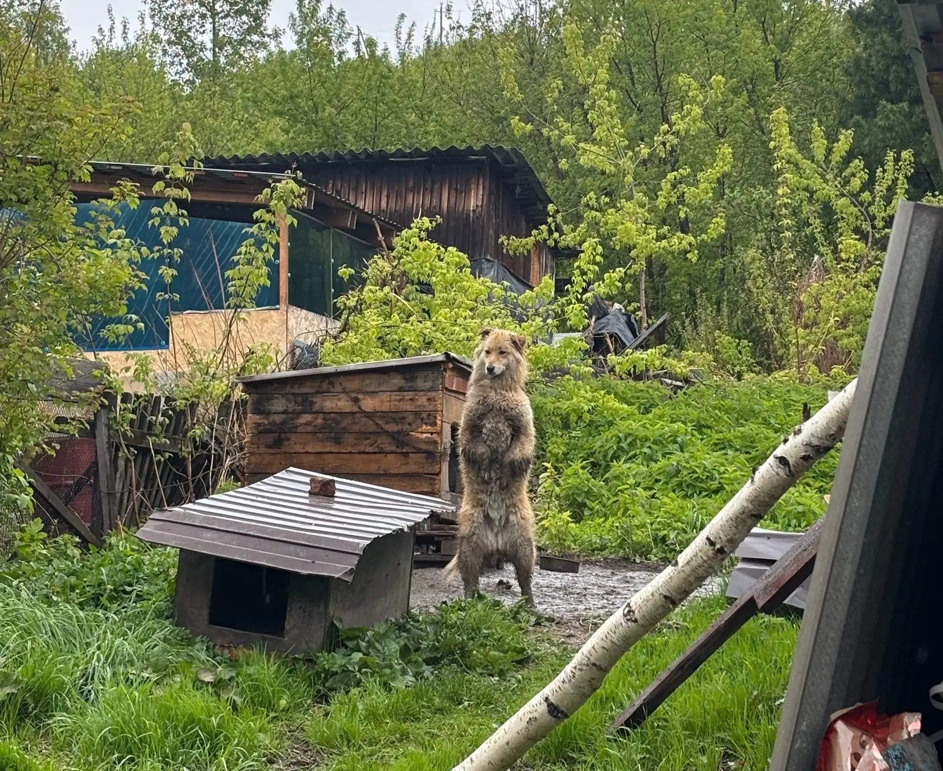 🐕 Забота и помощь: волонтеры лицея посетили приют для животных   ☘️Сегодняшний день стал особенным д