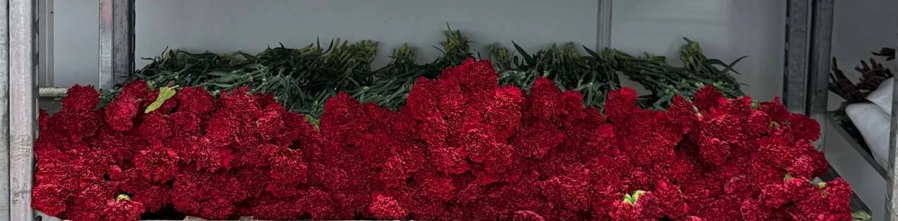 Гвоздика красная Китай 🇨🇳 29₽