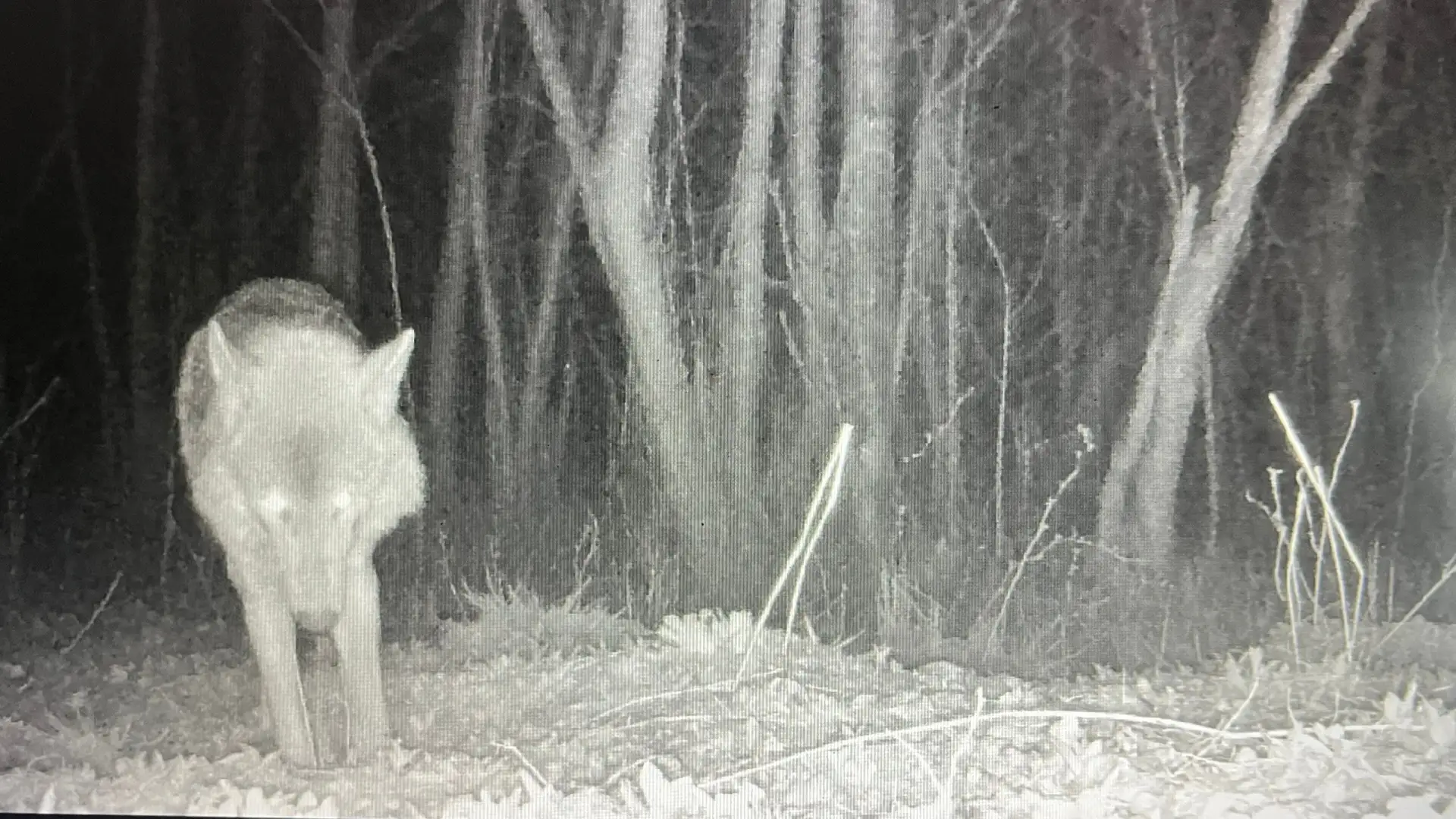 🐺 Волка с добычей зафиксировала фотоловушка в Псковской области  Лесной репортер Гарри Невельский по