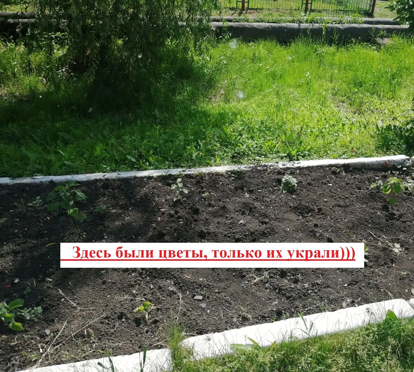 КТО разрушил клумбу?)