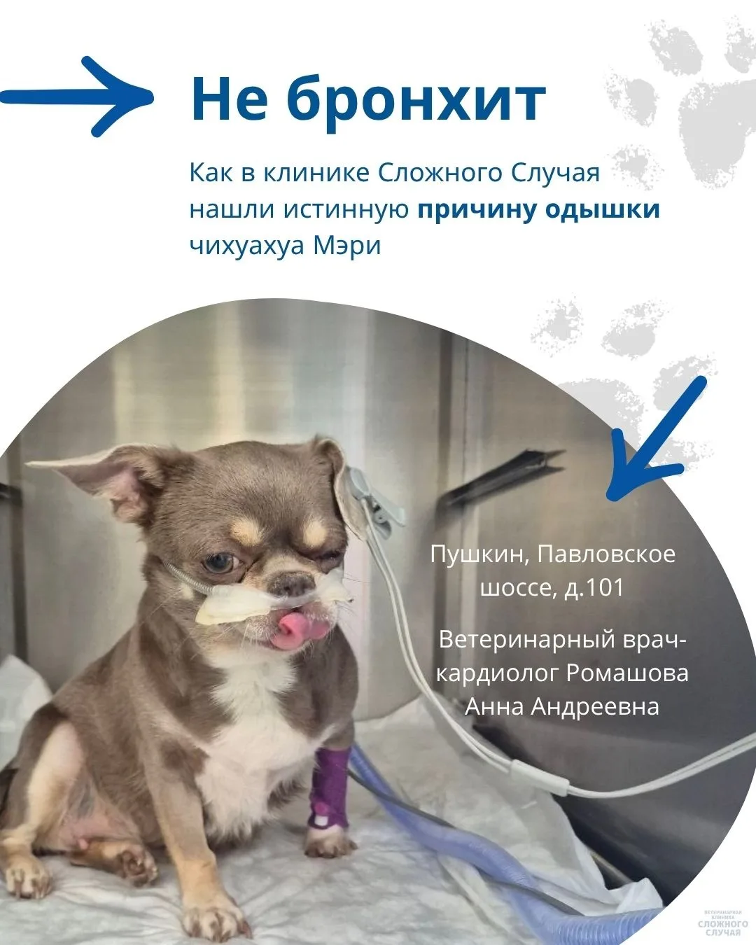 🐾Мэри — чихуахуа, 8 лет, вес 7,3 кг. Живёт в Ленинградской области. Последние 3 месяца...