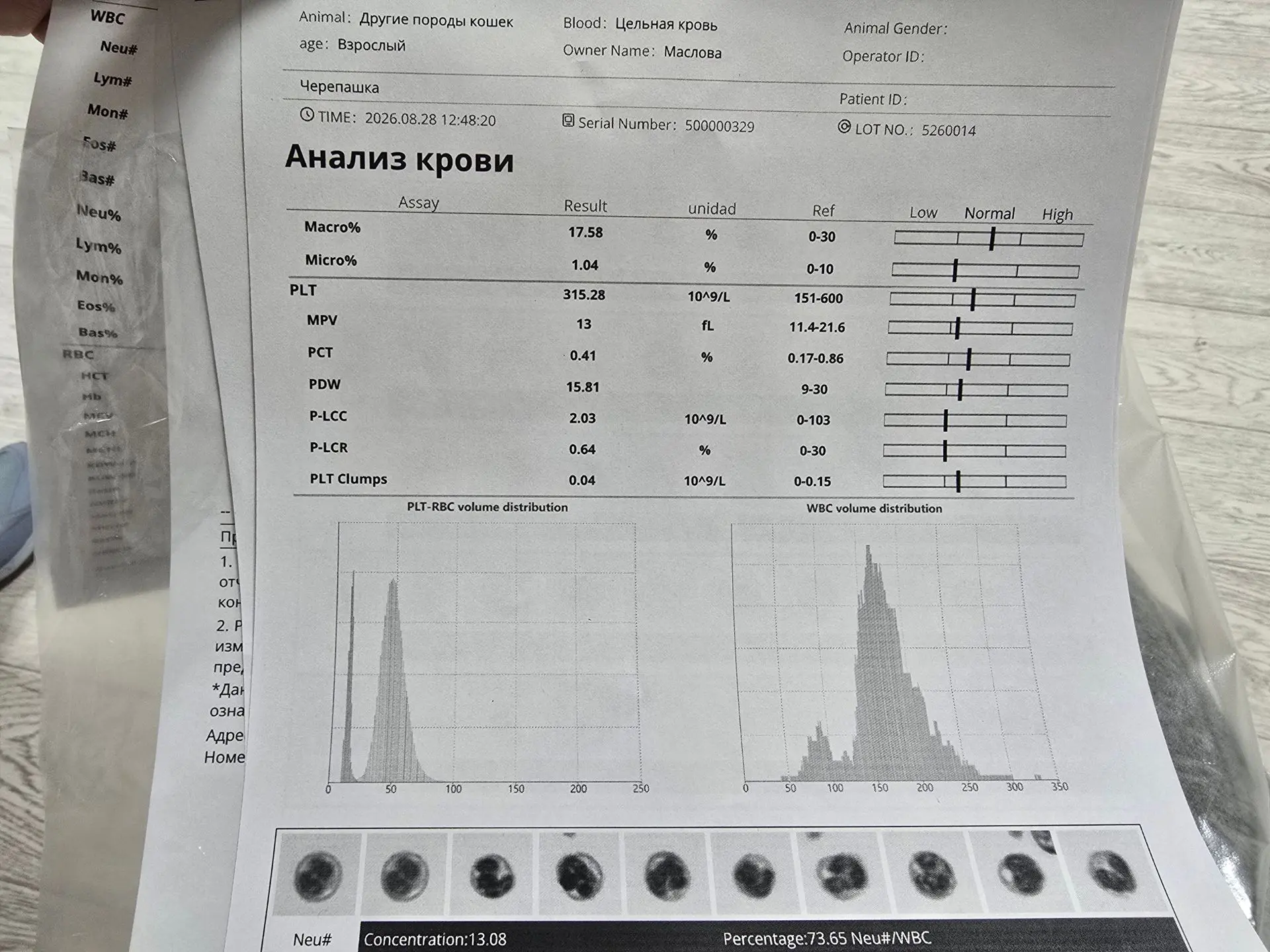 История Черепашки началась примерно три года назад. Её забрали с подвала. Сразу же сдал...
