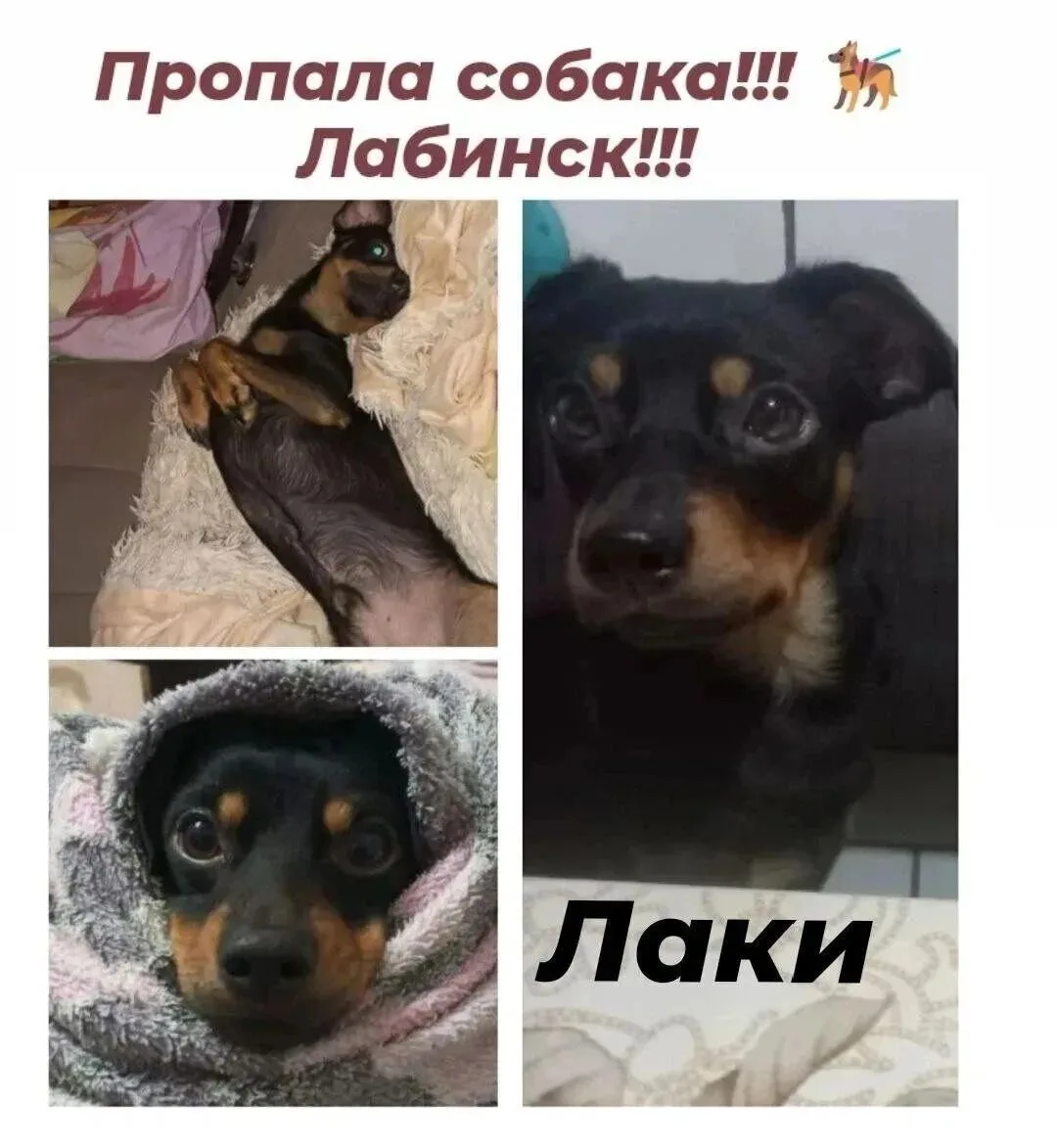 Пропал наш член семьи, собакен по кличке Лаки. район 300 квартал, может находится где угодно. если к