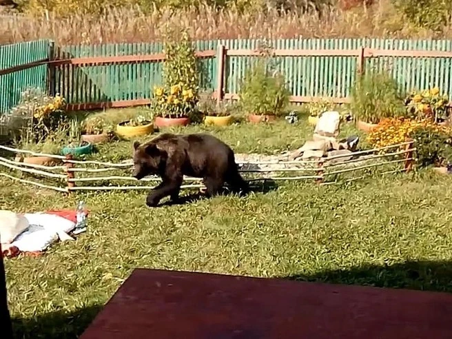 🐻 Русская народная охота: Мужчина почти голыми руками добивал медведя, пока тот раздир...